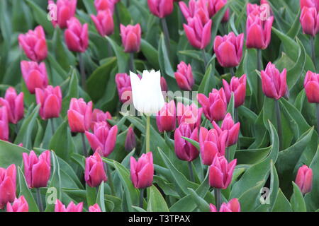 Weiß single Tulip zwischen den rosa Tulpen in einer flowerbulb Feld in Nieuwe-Tonge in den Niederlanden im Frühling Saison Stockfoto