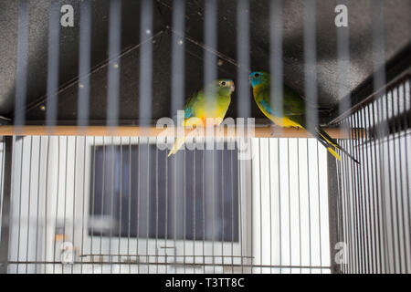 Zwei Papageien im Käfig, bunte liebe Vögel, Haustiere Stockfoto