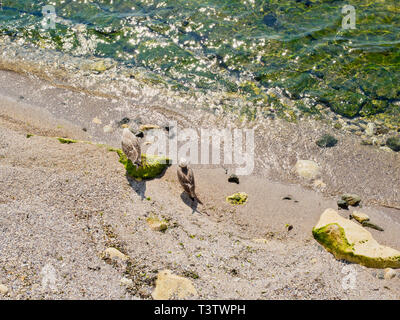 Zwei Möwen am Strand. Stockfoto