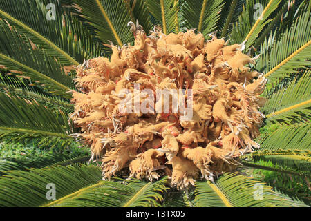 Nahaufnahme eines weiblichen Sago Palm (a.k.a. Japanische sago Palm, Beerdigung Palm, King Sago) Cycas revoluta mit Gruppen von megasporophylls Stockfoto