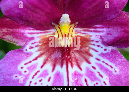 Makrobild einer Pansy Orchidee beim Orchid Festival 2019 in Kew Gardens, London Stockfoto
