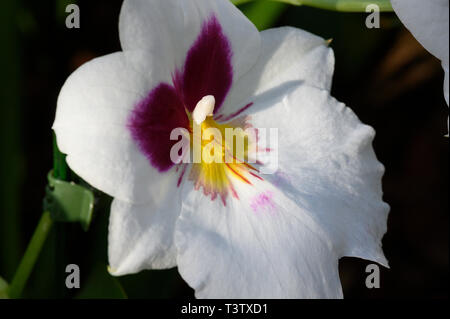 Stiefmütterchen Orchidee beim Orchid Festival 2019 in Kew Gardens, London Stockfoto