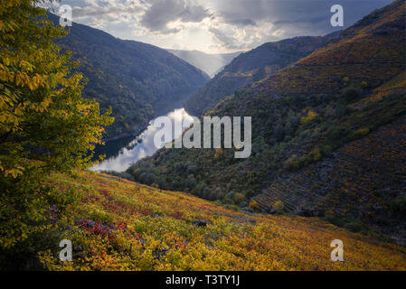 Den Sonnenuntergang dines die Mencia Traube Weinberge der Ribeira Sacra, an den Ufern des Río Sil, in nüchternen, Galicien Stockfoto