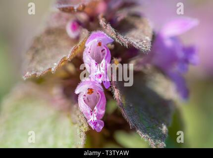 Makroaufnahme der beiden roten deadnettel Blumen (lamium Purpureum) zeigt viele Details wie Blütenstempel Stockfoto