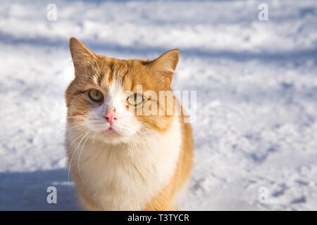 Katze portrait. Schöne ginger cat im Schnee in der Natur. Kopieren Sie Platz Stockfoto