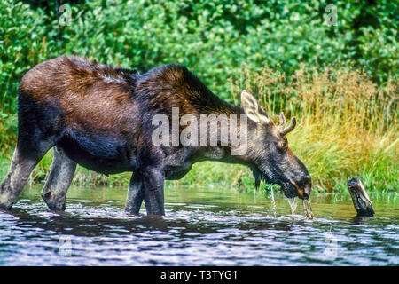 Ein junger Stier Elche Fütterung auf einem Teich in der Nähe von Greenville, Maine Stockfoto