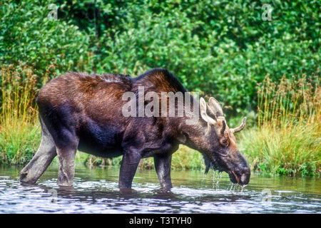 Ein junger Stier Elche Fütterung auf einem Teich in der Nähe von Greenville, Maine Stockfoto