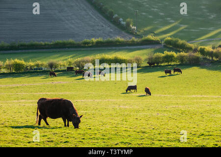 Frühlingsabend auf der South Downs in West Sussex, England. Stockfoto