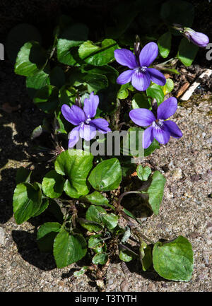 Wild selbst ausgesät gemeinsamen Hund-violette Blumen zwischen Steinplatten in eine Alsager Garten Cheshire England Vereinigtes Königreich UK Stockfoto