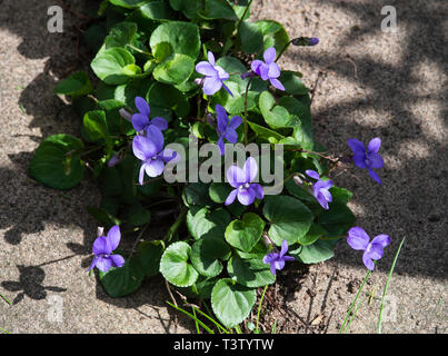 Wild selbst ausgesät gemeinsamen Hund-violette Blumen zwischen Steinplatten in eine Alsager Garten Cheshire England Vereinigtes Königreich UK Stockfoto