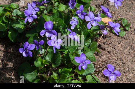 Wild selbst ausgesät gemeinsamen Hund-violette Blumen zwischen Steinplatten in eine Alsager Garten Cheshire England Vereinigtes Königreich UK Stockfoto