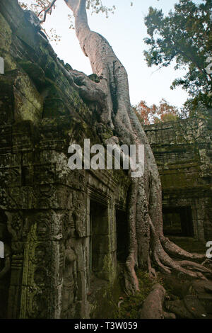 Wurzeln der Tetrameles nudiflora, bekannt als der "Tomb Raider"-Baum, eine Mauer auf den Innenhof eindringen, Ta Prohm, Angkor, Siem Reap, Kambodscha. Stockfoto