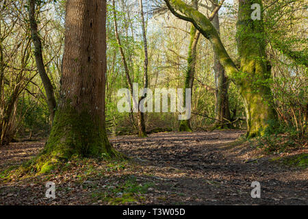 Frühling Morgen im Binsted Woods, West Sussex, England. Stockfoto