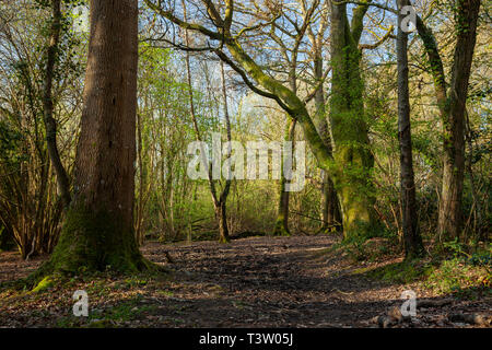 Frühling Morgen im Binsted Woods, West Sussex, England. Stockfoto