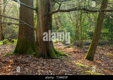 Frühling Morgen im Binsted Woods, West Sussex, England. Stockfoto
