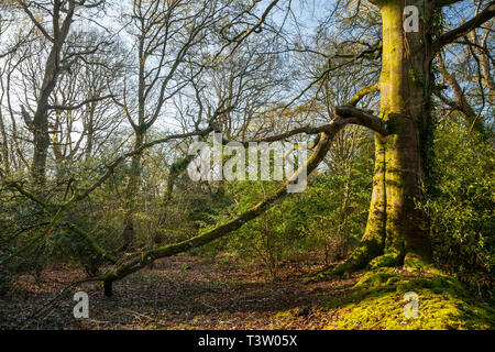 Frühling Morgen im Binsted Woods, West Sussex, England. Stockfoto