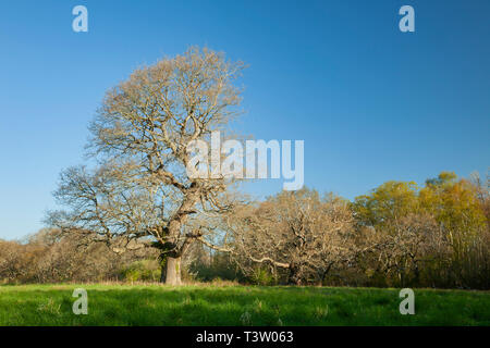 Frühling Morgen im Binsted Woods, West Sussex, England. Stockfoto