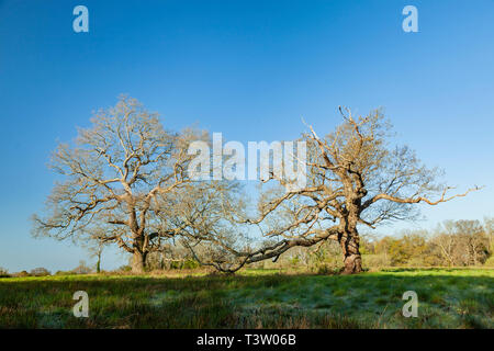 Frühling Morgen im Binsted Woods, West Sussex, England. Stockfoto