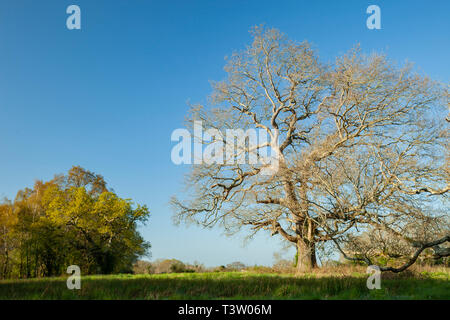 Frühling Morgen im Binsted Woods, West Sussex, England. Stockfoto