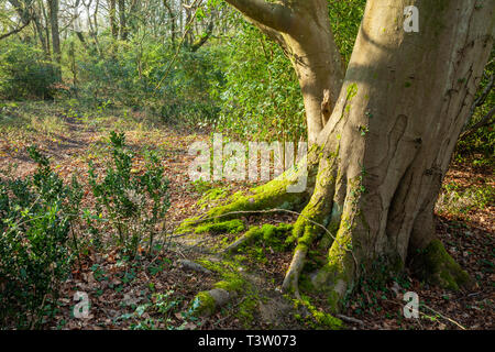 Frühling Morgen im Binsted Woods, West Sussex, England. Stockfoto