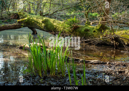 Frühling Morgen im Binsted Woods, West Sussex, England. Stockfoto