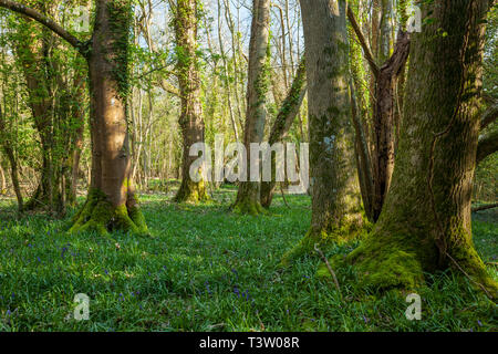 Frühling Morgen im Binsted Woods, West Sussex, England. Stockfoto