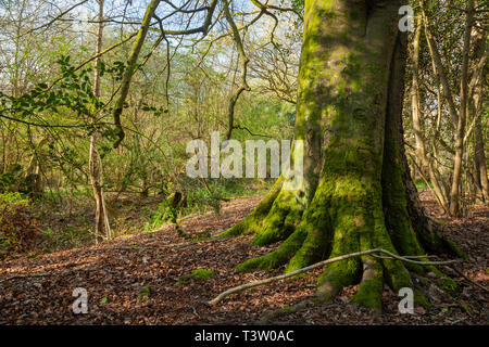 Frühling Morgen im Binsted Woods, West Sussex, England. Stockfoto