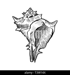 Eckig murex Seashell handgezeichnete Illustrationen. Seashore Muschel, Muschel monochrom Skizze. Freihand Kontur Venusmuschel Gravur. Conchology isolierte Design Element. Realistische Kugelschreiber Zeichnung Stock Vektor