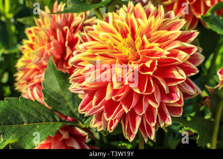 Nahaufnahme von Dahlia Blumen Stockfoto