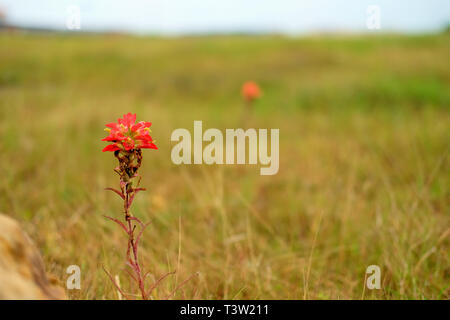 Texas Indian Paintbrush, Castilleja indivisa; Mitglied der Scrophulariaceae, snapdragon Familie; Frühling Wildblumen in der Texas Landschaft. Stockfoto