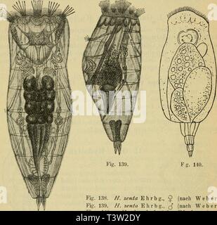 Archiv Bild von Seite 87 der Süsswasserfauna Deutschlands tot Sterben. Sterben Süsswasserfauna Deutschlands: eine Exkursionsfauna diessswasserfa 14 brau Jahr: 1909 80 Dieffenbach, Länge des?: 400 - 500 [x. Länge des c: 200 - 250. Nicht allziihäufig, besonders im verschmutzten, stagnierenden Wasser. Schwanenteich ich. Leipzig, Tümpel in der Lütjenburger Straße b. Plön, Tümpel bei Lengsdorf b. Bonn. Abb. 138. Fg. 140. Abb. 138. H. Senta e h r b g., 9 (/ Weber). Abb. 139. H. senta Ehrbg., ((/ Weber). Abb. 140. H. brachydactyla Ehrbg. (/ E h r e n b e r g). Hydat. brachydactyla Ehrbg. (Abb. 1. Stockfoto