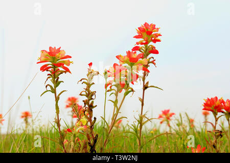 Texas Indian Paintbrush, Castilleja indivisa; Mitglied der Scrophulariaceae, snapdragon Familie; Frühling Wildblumen in der Texas Landschaft. Stockfoto