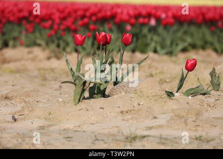 Tulpen auf einem trockenen Bereich Stockfoto