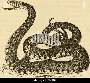 Archiv Bild ab Seite 109 der Naturgeschichte des Thierreichs [Sterben] ([1860]). [Sterben] Naturgeschichte des Thierreichs dienaturgeschich 00 gieb Jahr: [1860?] 106 Inp!) ibicn. Sig. 138. JRingeliiattcr. fucf) t fegar in umrmcn fcKte fcItM cö't im Ette fein. 3e nad; ter SBinterteniperatur iftret 5 üifcnt (Ia (tgorteö rid = tet fiel; ir-Sßinterfclilaf; aniirenb fte a (fo bin WtkU mccr ganje faft Tag 3 af) v iahird) munter Meibt, dit fie in ttn Oern5 (fpen unt "m-enäcn unt jenfcitö tn Cjlfee woi) l ftekn Ing ait SJiDnatc feften SBinterfdIaf. 3 m5 (Pril unt "Wai mit tic Begattunj] "olljogen Unt) jDafirenb Ti Stockfoto