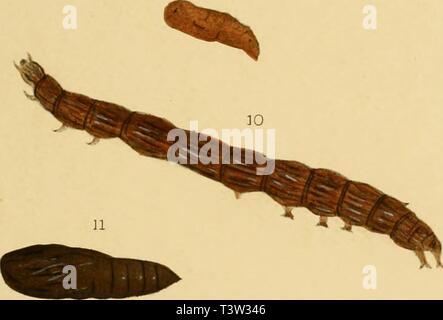 Archiv Bild ab Seite 110 von Die Schmetterlinge der Philippinischen Inseln Stockfoto