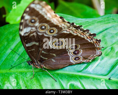 Eule butterly, tropenhaus Zoo, Amsterdam, Niederlande Stockfoto