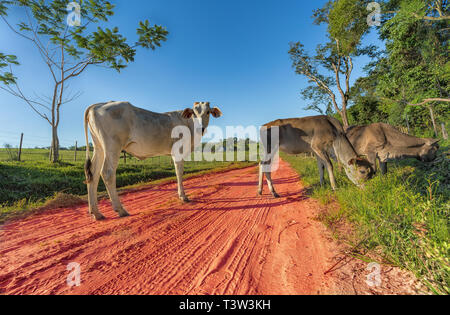 Free-roaming Kühe in Paraguay mit seinen typischen roten Sandwege. Stockfoto