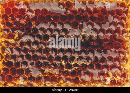 Makro von süßen goldene Honigwabe Hintergrund. Ansicht von oben Stockfoto