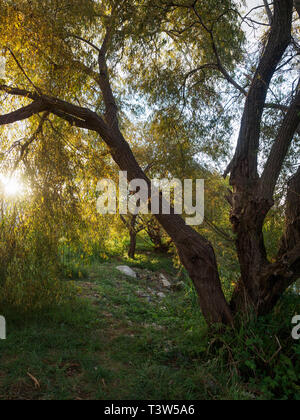 Schönen Sonnenuntergang in den Park am Ufer des Teiches. Die Sonne kann durch die Willow verlässt bei Sonnenuntergang gesehen werden. Stockfoto