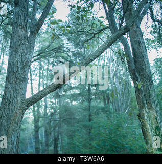 Kookaburra sitzen auf Gum Tree Stockfoto