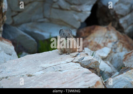 Ein amerikanischer Pika, ein Verwandter von Kaninchen, Pausen, während der nahrungssuche für Lebensmittel unter den Ecken und Winkel des talus Hang. Stockfoto