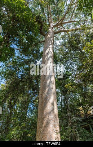 Cairns, Australien - Februar 18, 2019: Tall tree in Kuranda, grünen Regenwald unter anderen Bäumen. Blue Sky durch Laub kaum sichtbar. Stockfoto