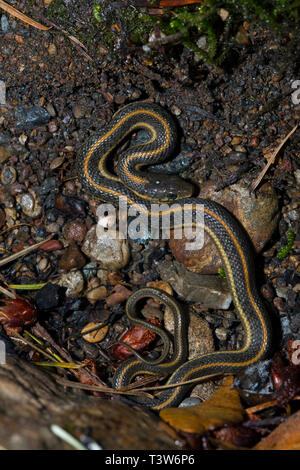 Ich nahm einen kleinen Stein in einem trockenen Bachbett auf Mount Tamalpais "Cataract Creek und dieser Junge garter Snake gefunden. Noch trägen aus dem Rest, es Rema Stockfoto