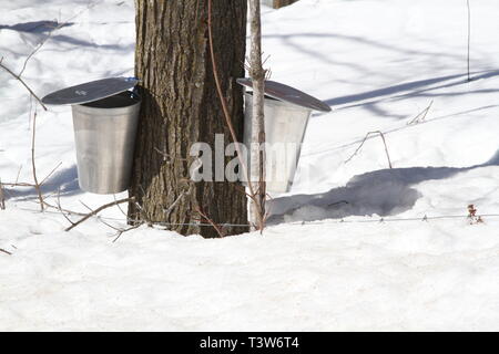 Die Eimer auf einem ahornbaum für das Sammeln von sap im Frühjahr Stockfoto