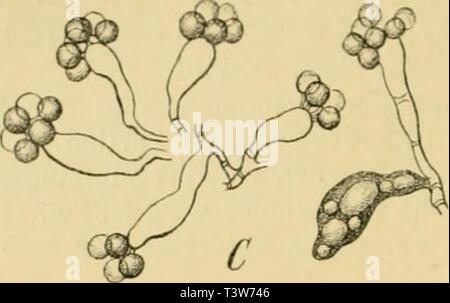 Archiv Bild ab Seite 325 von Die natürlichen Pflanzenfamilien nebst Sitemap Stockfoto
