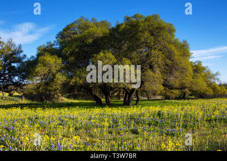 Bereich der Blüten vor Formschöne Bäume in das Gebirge, Texas Stockfoto