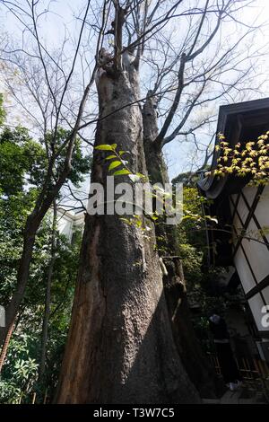 Heiliger Baum, Hikawa Schrein, Kawagoe City, Präfektur Saitama, Japan Stockfoto