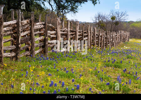 Blumen im Gebirge auf Willow City Loop Road, Texas Stockfoto