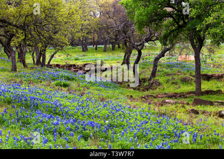 Bluebonnets auf der felsigen Hügeln des Texas Hill Country Stockfoto