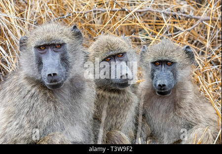 Ein Trio junger Chacma Paviane im südlichen afrikanischen Savanne sitzen Stockfoto